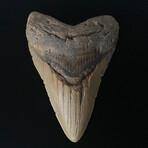5.81" Massive Megalodon Tooth