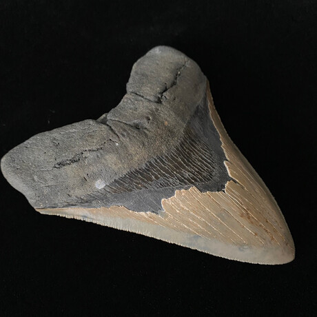 5.90" Massive High Quality Serrated Megalodon Tooth