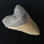 5.73" Massive Serrated Megalodon Tooth