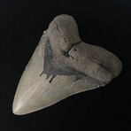 5.45" High Quality Serrated Megalodon Tooth