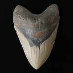 5.72" Serrated Megalodon Tooth