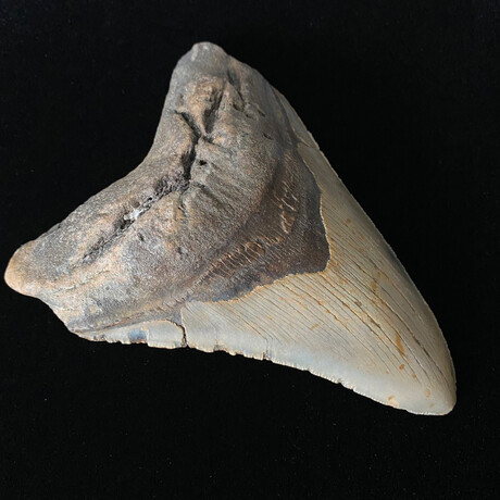 5.82" Massive Megalodon Tooth