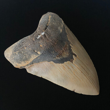 6.08" Massive High Quality Serrated Megalodon Tooth