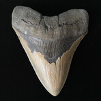 5.90" Massive High Quality Serrated Megalodon Tooth