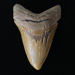 5.41" High Quality Serrated Megalodon Tooth