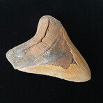 5.02" Beautiful Serrated Megalodon Tooth