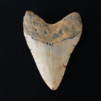4.00" Megalodon Tooth