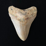 3.73" Serrated Megalodon Tooth