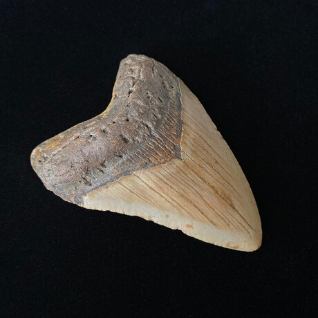 4.00" Megalodon Tooth