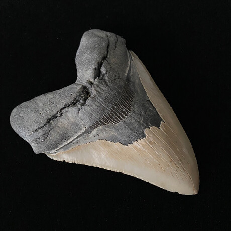 5.43" High Quality Serrated Megalodon Tooth