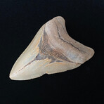4.62" Serrated Megalodon Tooth