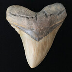 6.00" Massive High Quality Megalodon Tooth
