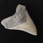 5.14" High Quality Serrated Megalodon Tooth