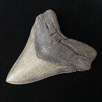 5.14" High Quality Serrated Megalodon Tooth
