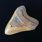 5.02" Beautiful Serrated Megalodon Tooth