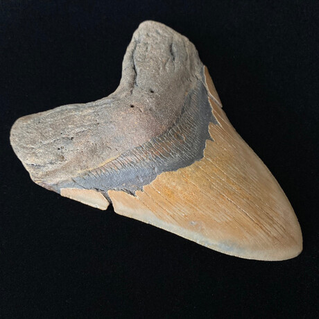 5.75" High Quality Serrated Megalodon Tooth