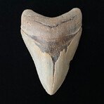 4.62" Serrated Megalodon Tooth