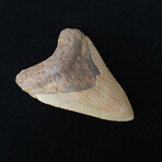 3.92" Megalodon Tooth