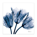Blue Tulip X-Ray