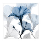 Blue X-Ray Floral