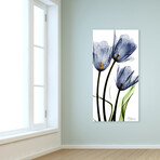 Three Blue Tulips