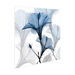 Blue X-Ray Floral