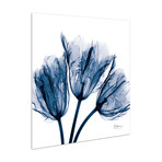 Blue Tulip X-Ray