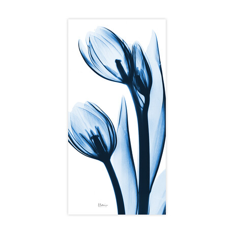 Two Blue Tulips