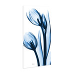 Two Blue Tulips