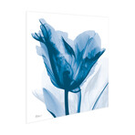 Lusty Blue Tulip