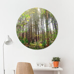 Woods Nature Trees (16"Ø)