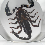 Genuine Black Scorpion in Freeform Lucite // XL