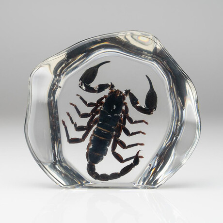 Genuine Black Scorpion in Freeform Lucite // XL