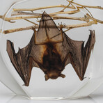 Genuine Single Bat on Twig