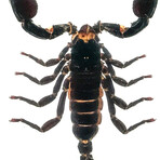 Genuine Large Black Scorpion in Rectangular Lucite