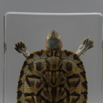 Genuine Turtle in Rectangular Lucite