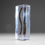 Genuine Single Centipede in Lucite
