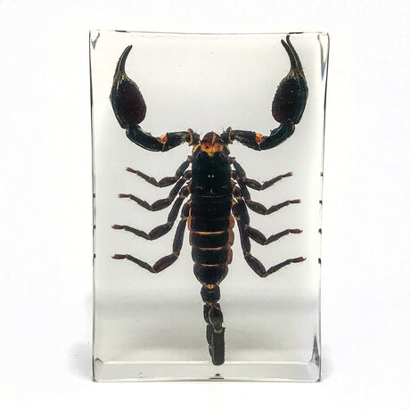 Genuine Large Black Scorpion in Rectangular Lucite