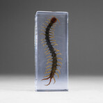 Genuine Single Centipede in Lucite