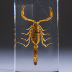 Genuine Golden Scorpion in Lucite // Large