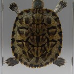 Genuine Turtle in Rectangular Lucite