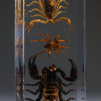 2 Genuine Scorpions + Spider in Rectangular Lucite