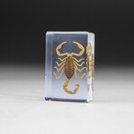 Genuine Golden Scorpion in Lucite- small