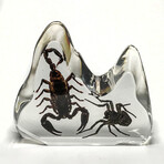 Genuine Scorpion + Fighting Spider in Freeform Lucite