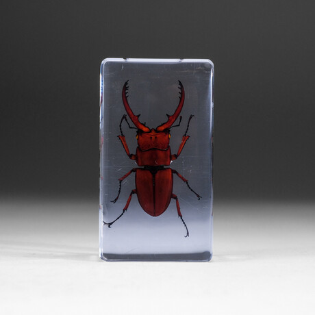 Large Genuine Mountain Stag Beetle in Lucite