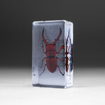 Large Genuine Mountain Stag Beetle in Lucite
