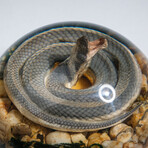 Genuine Water Snake in Globe