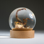 Genuine Golden Scorpion Catching Cricket in Globe + Stand