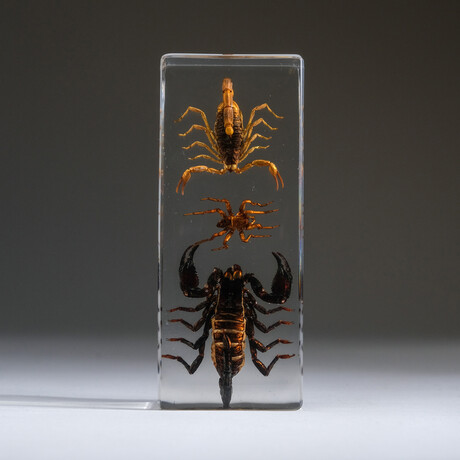 2 Genuine Scorpions + Spider in Rectangular Lucite