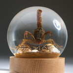 Genuine Golden Scorpion Catching Cricket in Globe + Stand